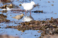 Two Rocks Harbour and Wreck Point